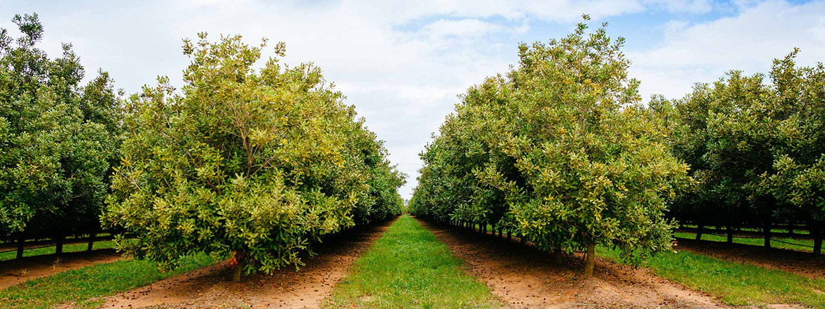 Alloway Macadamia Bundaberg